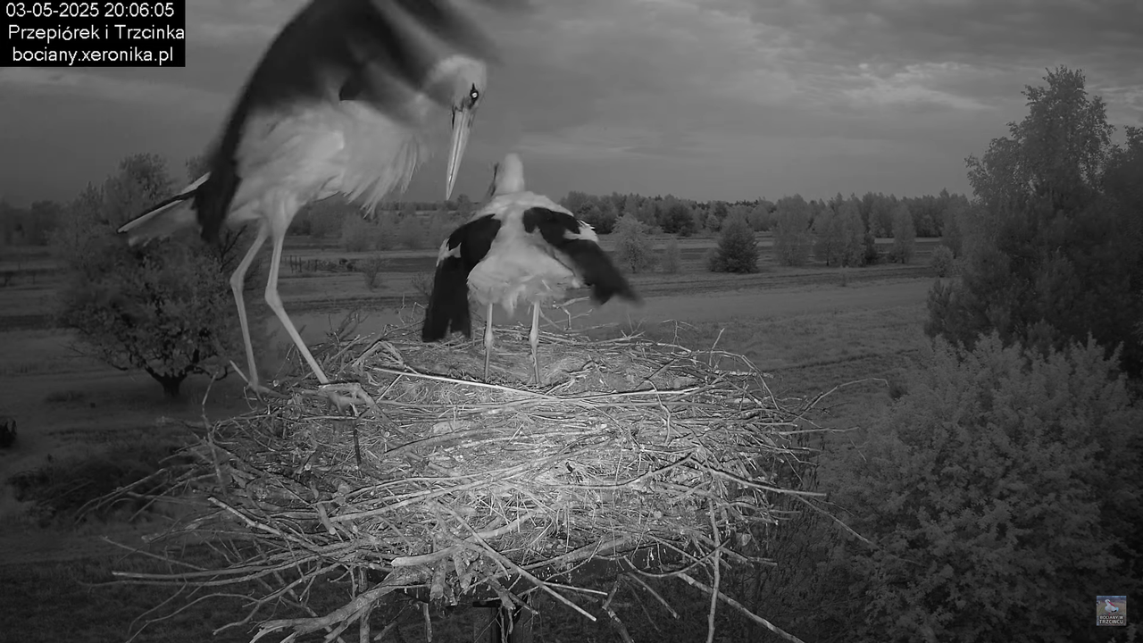 03052025bociany28