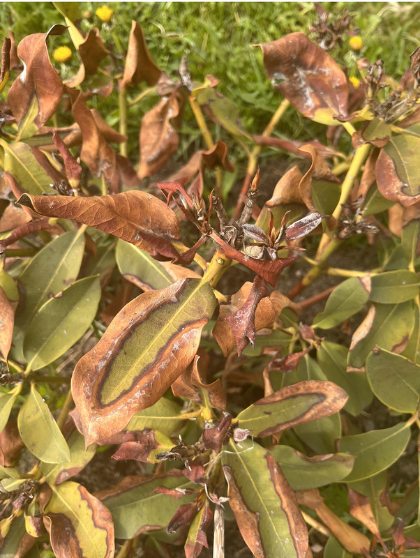 6D378C38-5667-4DB0-9781-7525A1F58C98