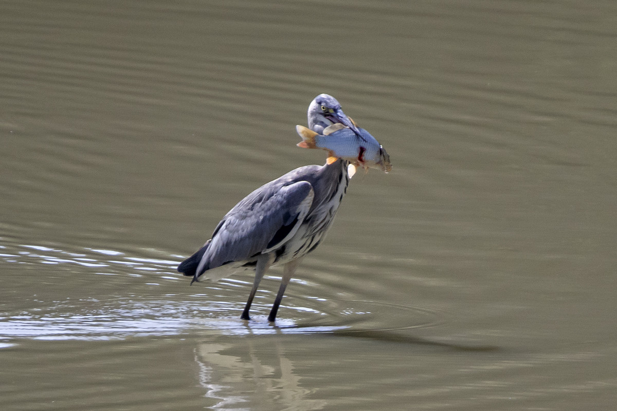 J27A8600-CENERINO e PESCE