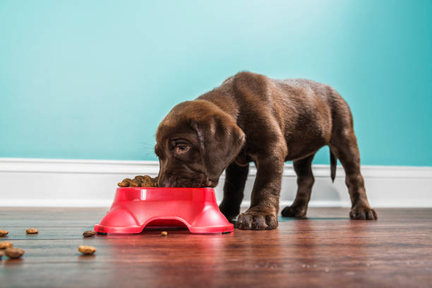 dog treats for renal disease