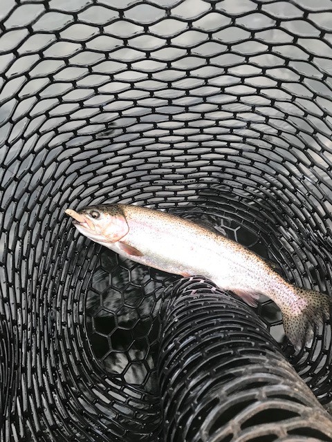 Bow