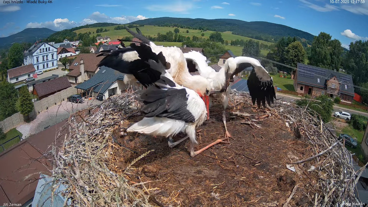 Tiešraides kamera — Mladé Buky — stārķa ligzda 4K 11-46-54 screenshot