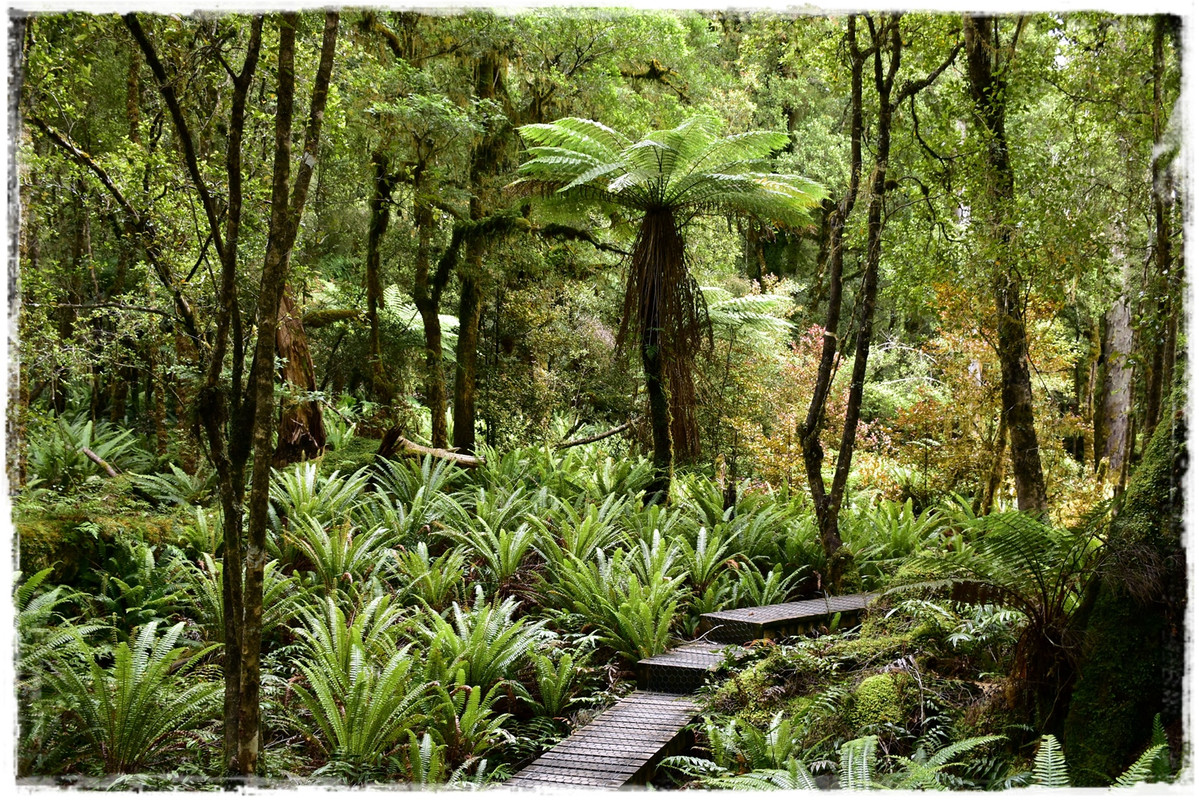 Escapadas y rutas por la Nueva Zelanda menos conocida - Blogs de Nueva Zelanda - Fiordland NP: Humpridge Track (febrero 2021) (16)