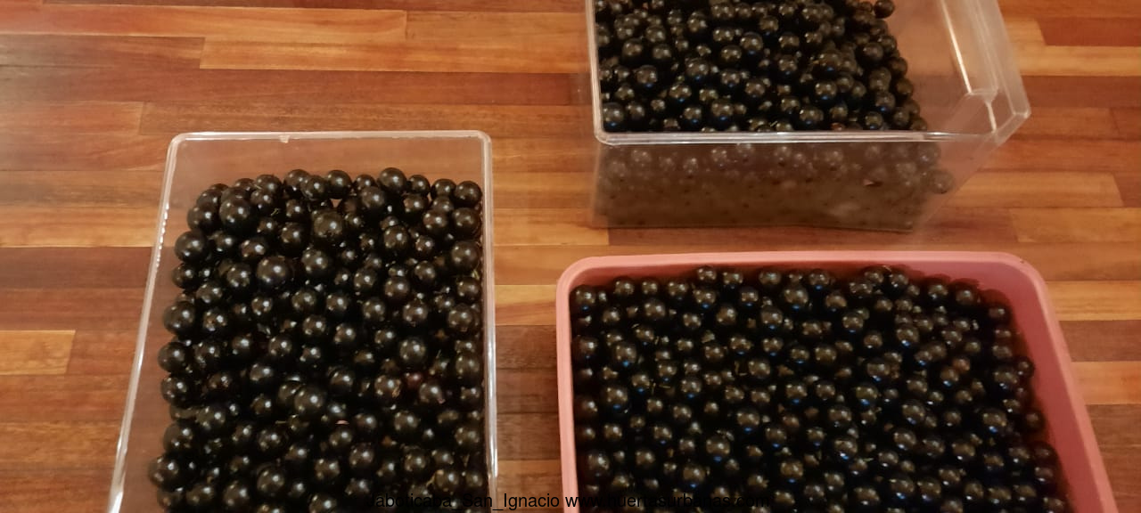 Huertasurbanas_com-f50eb16c-cba3-4971-ad24-d2a20c9daa47.jpeg-20211003_164956Jaboticaba_San_Ignacio