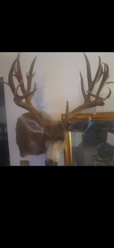 jags buck