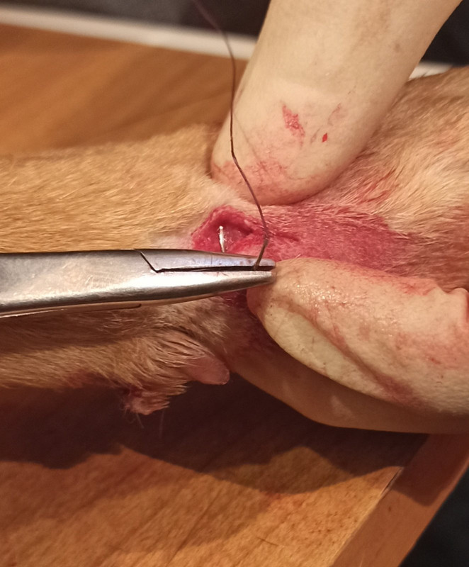 изображение_viber_2020-02-02_18-08-