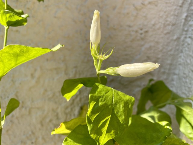 [Image: AD9282-F9-0974-4-CE2-8222-44-E6-F41-E7-F32.jpg]