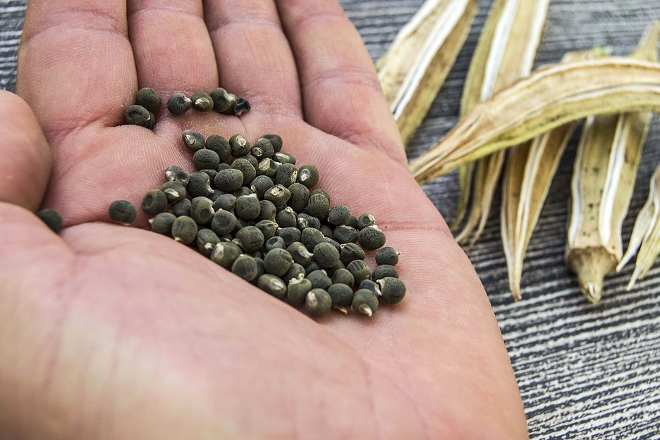 Seed sowing guide for okra with seed depth and germination tips