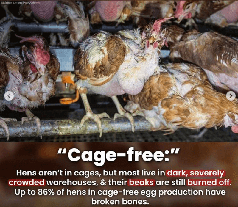 cage-free1.jpg