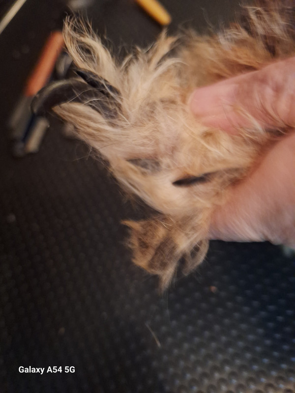 [Image: 20241124-182118.jpg]