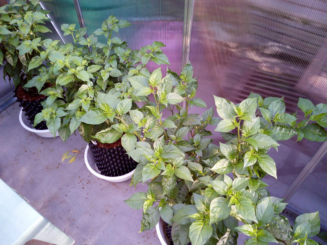 IMG_20180717_081458[1]