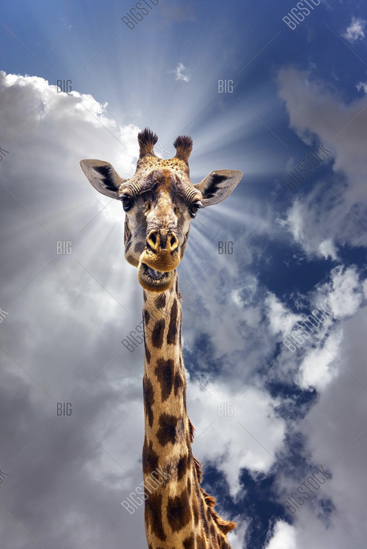 Giraffe-Sun