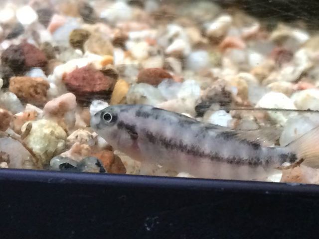 orthochromis indermauri 2
