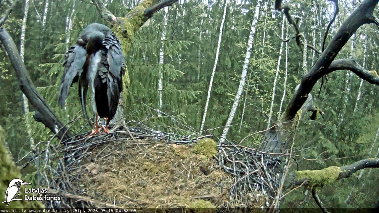 vlcsnap-2025-05-16-06h46m18s961