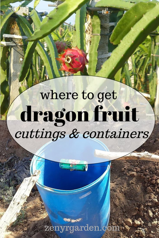 where-to-get-dragon-fruit-cuttings-containers.jpg