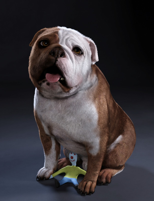 Baxter the English Bulldog for Dog 8 