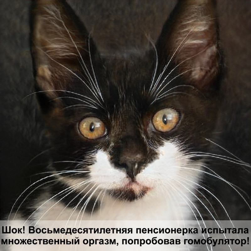 как выглядят яйца глистов у котов