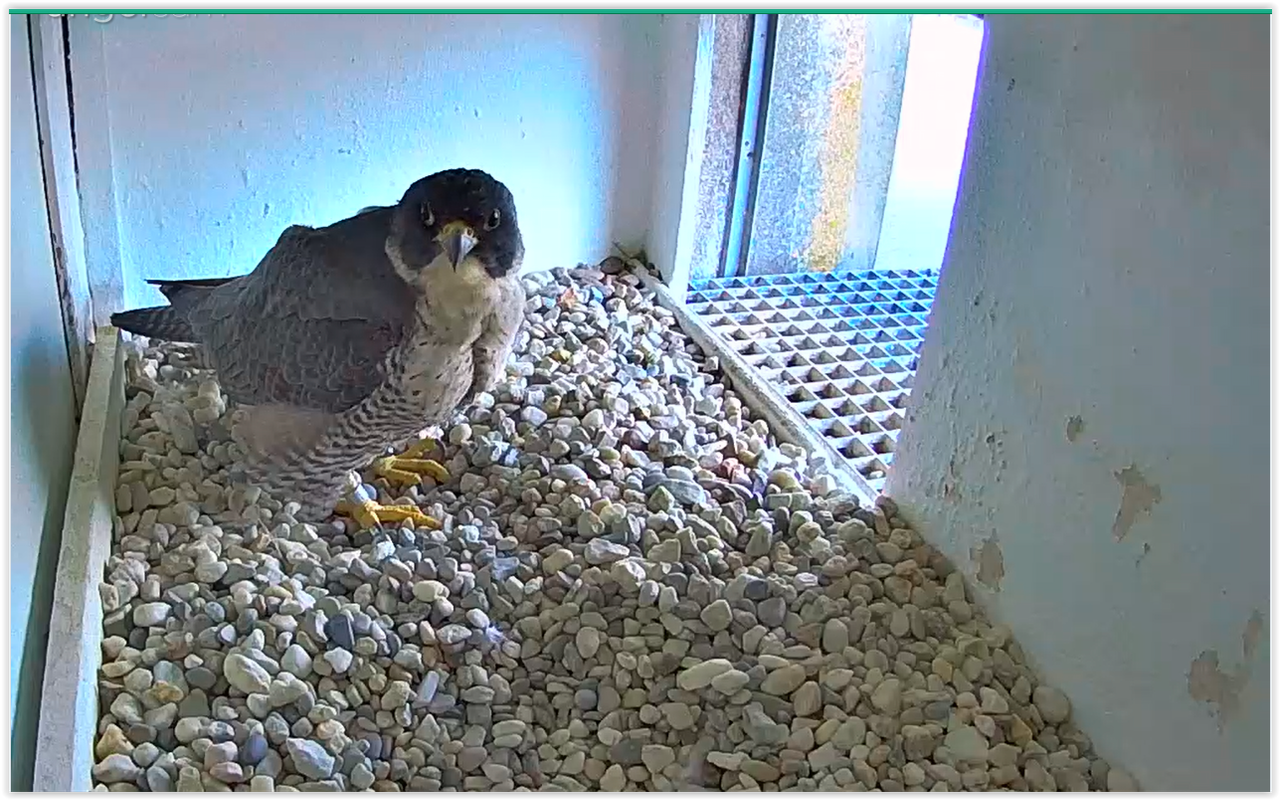 Screen Shot 03-11-25 at 05.03 PM