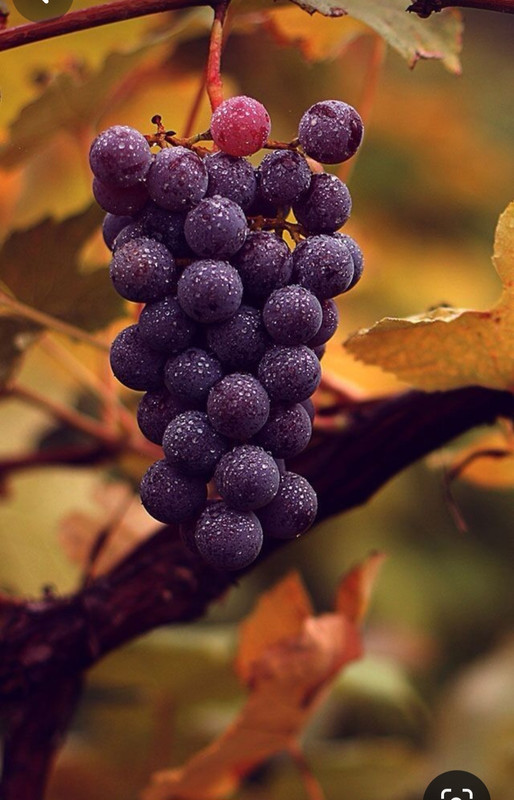 Screenshot_20231113_231645_Pinterest