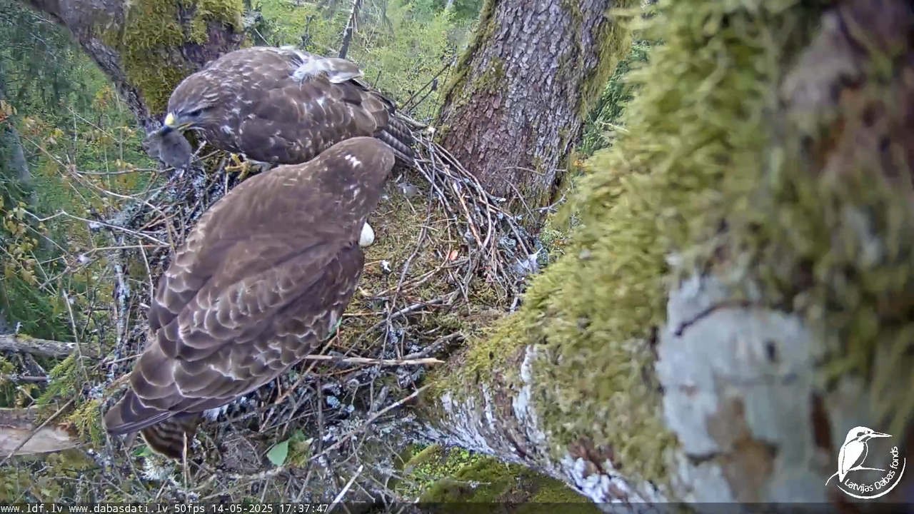 Melnās klijas (Milvus migrans) Kurzemē_ peļu klijāni (Buteo buteo) 13-9-2 screenshot