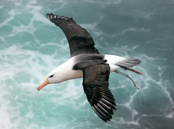 [صورة: albatross-bird-facts-13134-1-1660383434.webp]