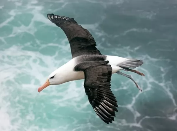[Image: albatross-bird-facts-13134-1-1660383434.webp]