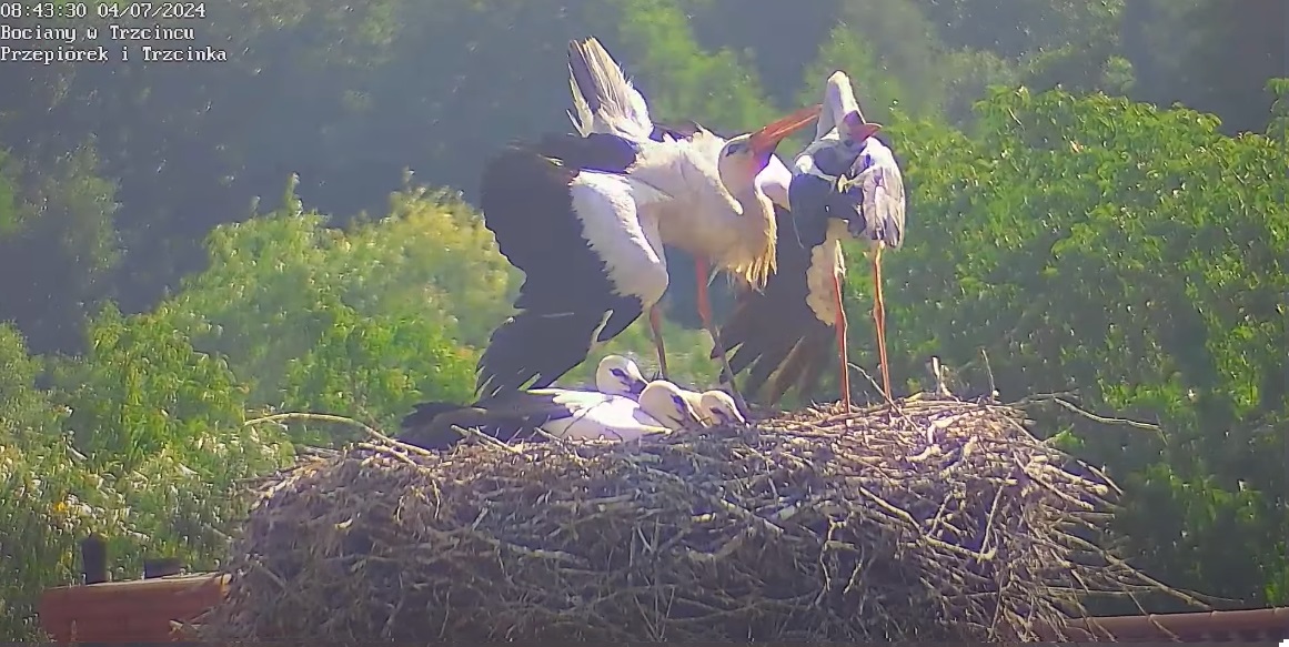 bocianywielgachne