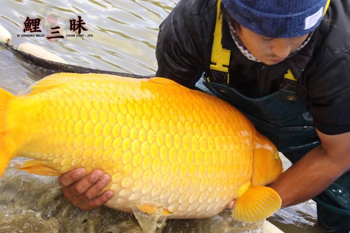 12316347_1661779490728996_7800924346447080964_n