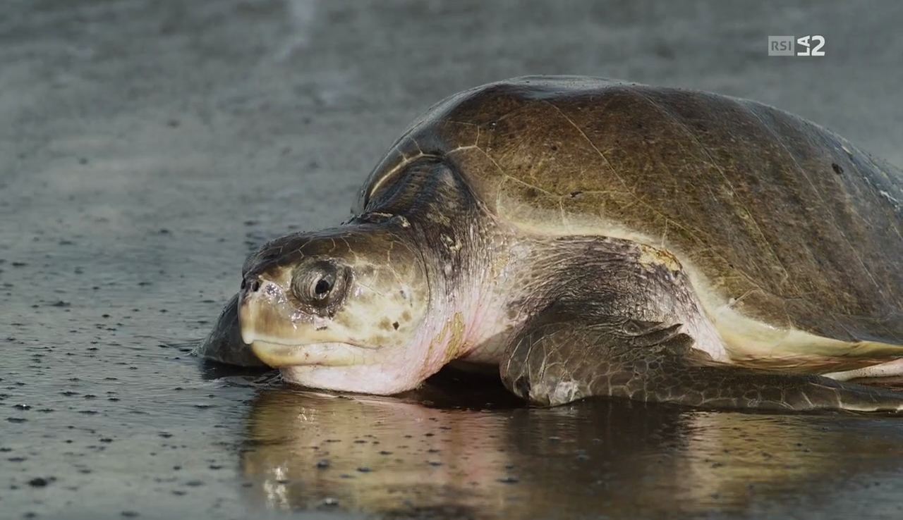 vlcsnap-2017-04-05-17h50m44s505