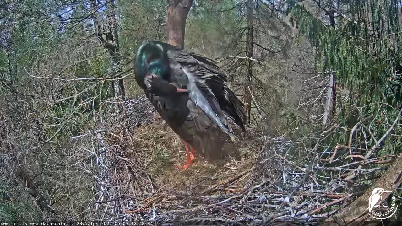Melnais stārķis (Ciconia nigra) Siguldas novadā - LDF tiešraide 6-47-37 screenshot