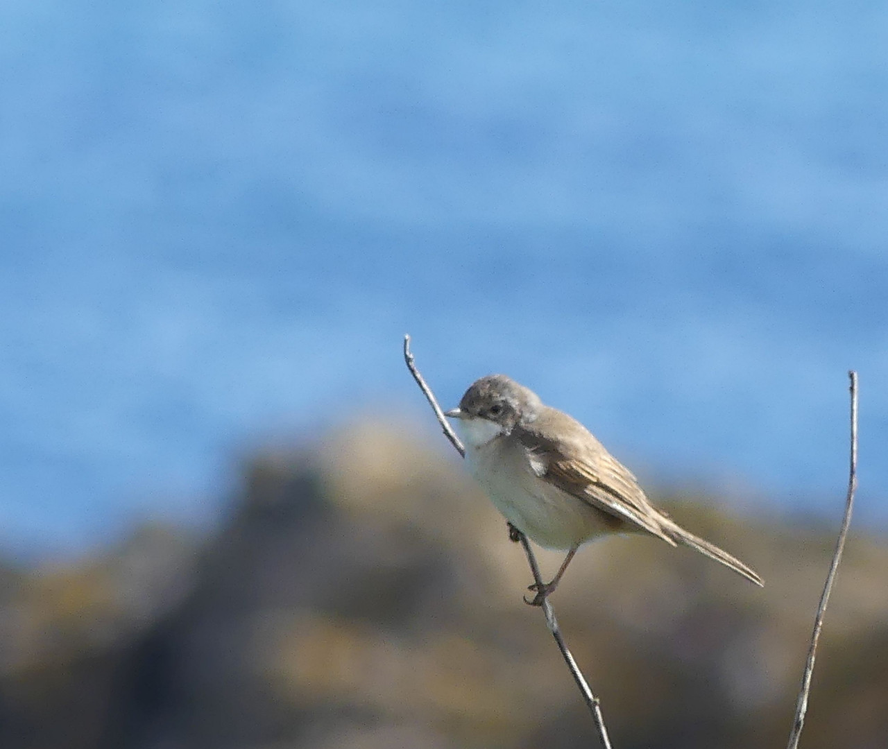 MALE WHITETHROAT 1