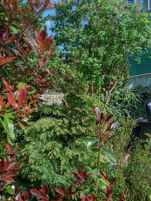 [Image: 20200413-162941.jpg]