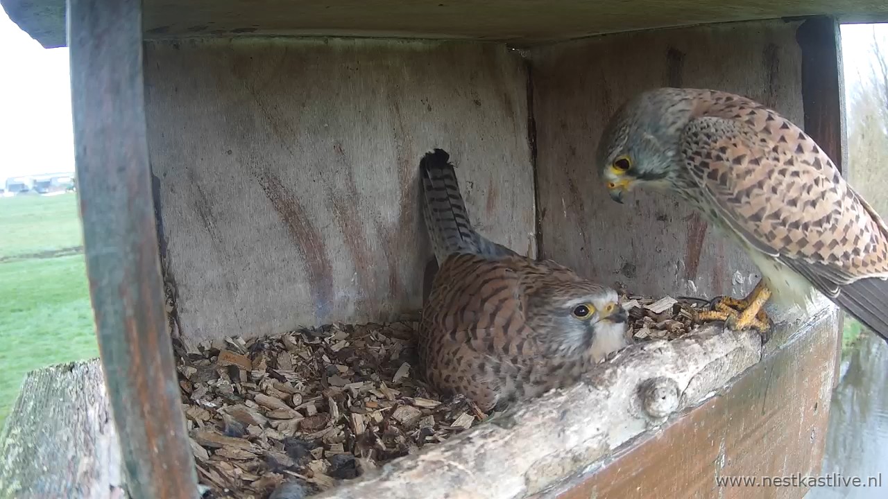 snapshot 2026 03 31T084621 706