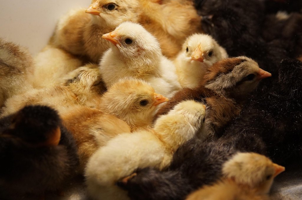 yellow-chickens.jpg