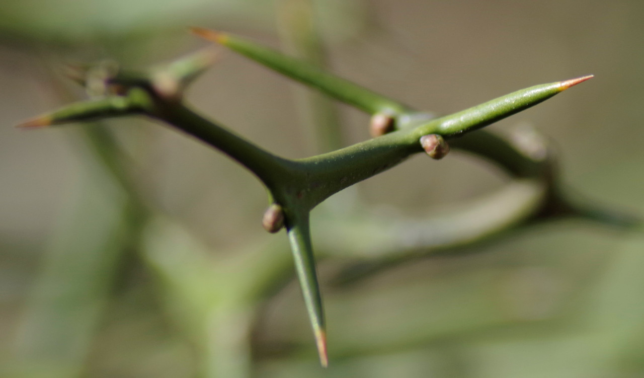 Poncirus bud