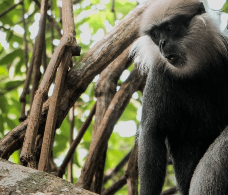 Monkey 2