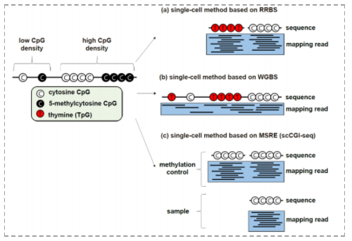 单细胞DNA甲基化研究基础篇：从实验策略到数据分析方法简介-4.png