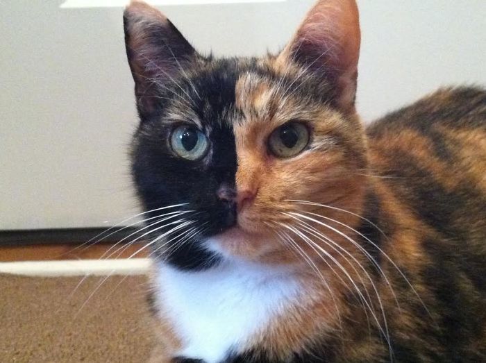 27 животных, которым природа подарила особенный окрас