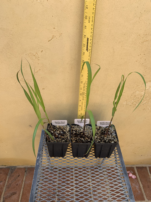 986DE1F9-899F-494F-97E3-3C6403B9EB13