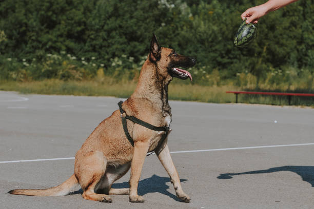 Best Dog Training Near Me