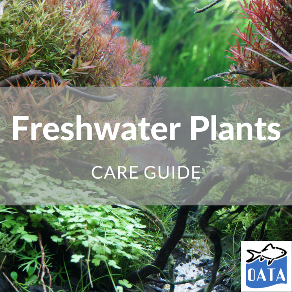 OATA Guide to freshwater plants - Lincs Aquatics
