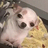 https://i.postimg.cc/KjBQCvdn/0-559.gif