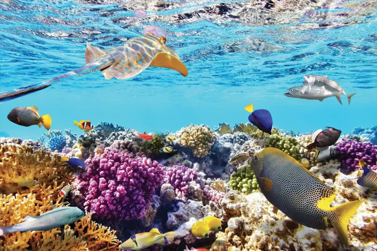 Tour 3 đảo Deluxe - Vịnh San Hô