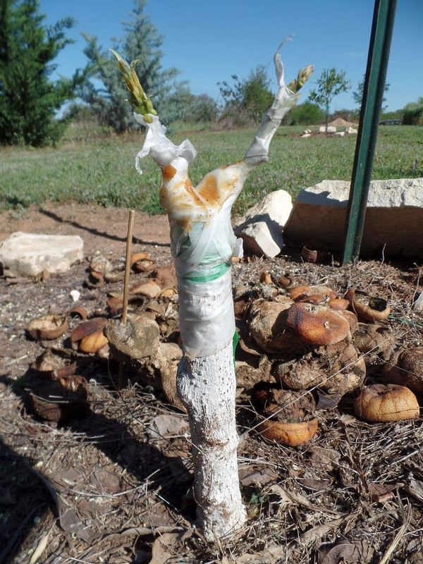 StewartGraft