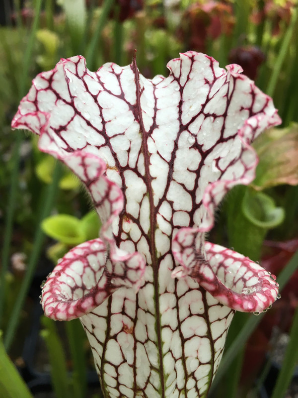 AB6ABD84-BB2F-4BBD-BB86-DCD8E7A1D853