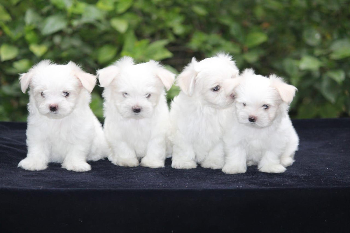 Puppy in Hyderabad