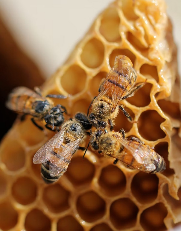 Une ruche dans mon jardin : le cycle de vie des abeilles : Femme