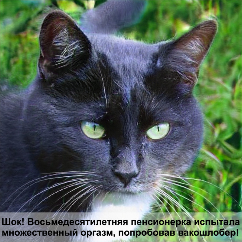 лоток для кошек