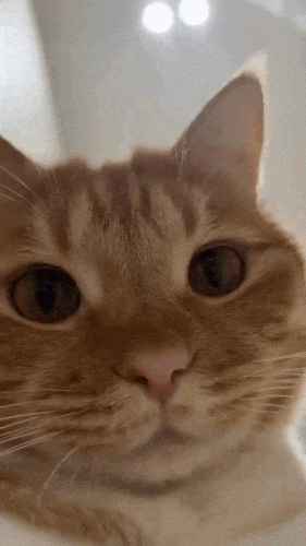 ezgif-73b99fb9be1971ee.gif