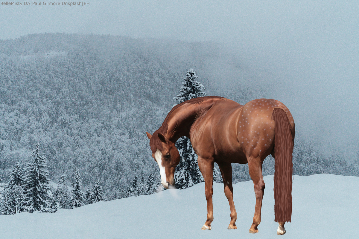 Chestnut-Winter.png